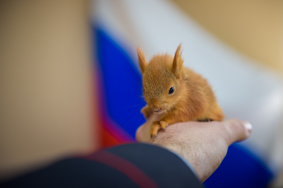 Малыш Бельчонок хорош во всем. Про бельчонка который потерял маму. Лида "Бельчонок Сорванец".