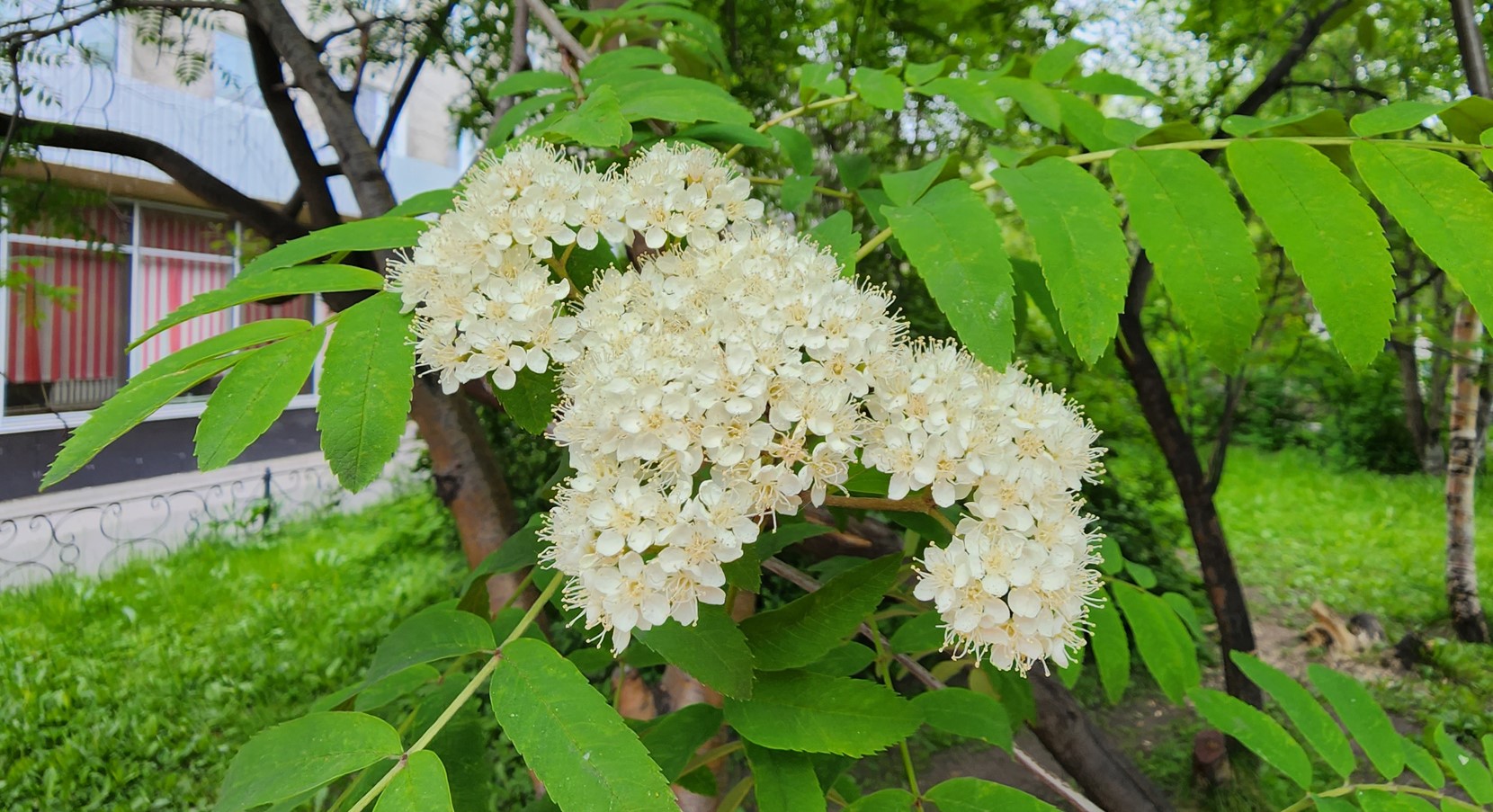 Где Купить Цветы В Мурманске