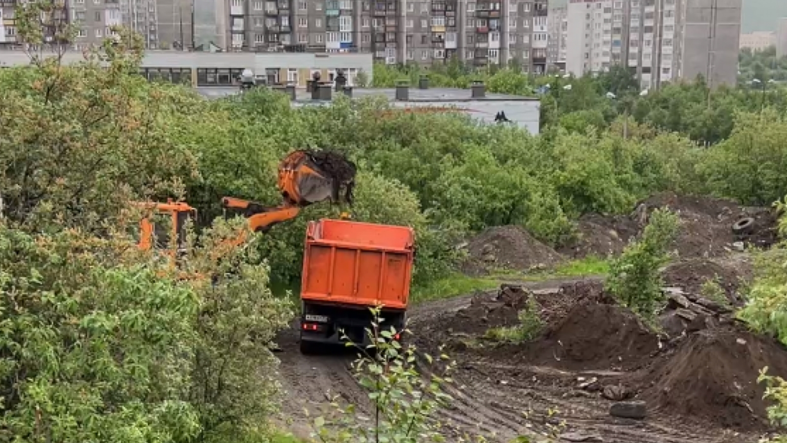 В Минприроды Заполярья назвали причину гибели тюленей в Терском районе -  Мурманское Информационное агентство СеверПост.ru